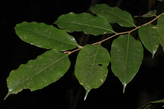 Chrysophyllum roxburghii